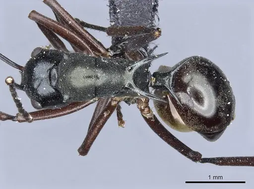 Polyrhachis atrovirens specimen CASENT0905603 image casent0905603_1