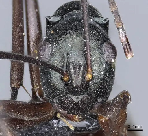 Polyrhachis atrovirens specimen CASENT0905603 image casent0905603_2