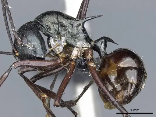 Polyrhachis atrovirens specimen CASENT0905603 image casent0905603_3