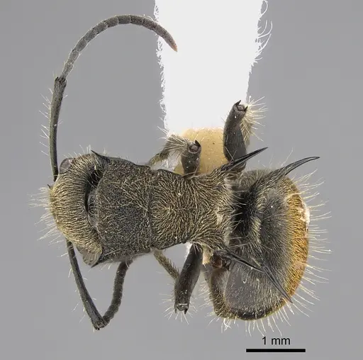 Polyrhachis aurea specimen CASENT0887792 image casent0887792_1