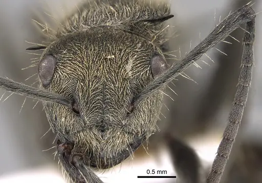 Polyrhachis aurea specimen CASENT0887792 image casent0887792_2