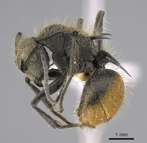 Polyrhachis aurea specimen CASENT0887792 image casent0887792_3