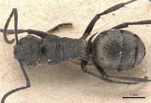 Polyrhachis aurea specimen CASENT0905582 image casent0905582_1