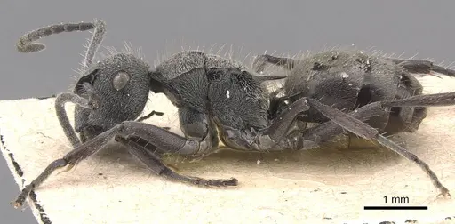Polyrhachis aurea specimen CASENT0905582 image casent0905582_3