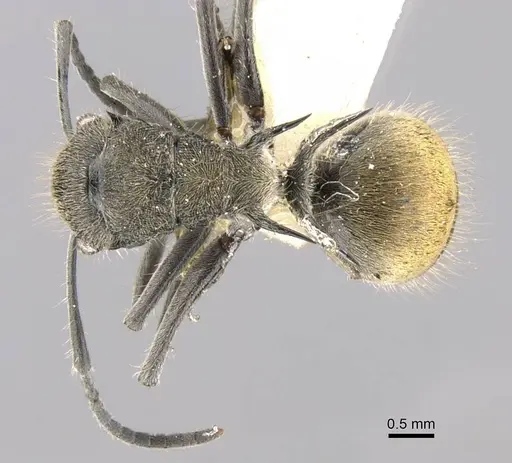 Polyrhachis aurea specimen CASENT0906752 image casent0906752_1