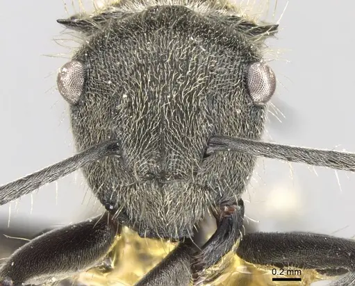 Polyrhachis aurea specimen CASENT0906752 image casent0906752_2