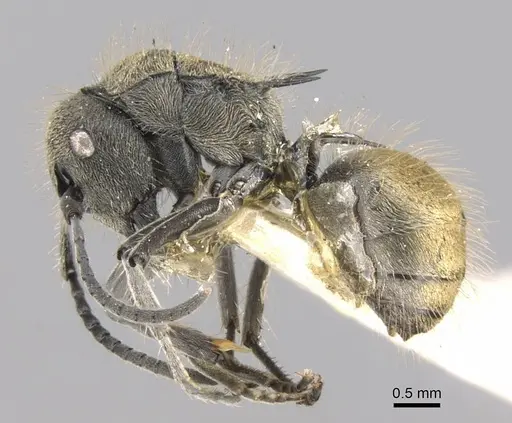 Polyrhachis aurea specimen CASENT0906752 image casent0906752_3