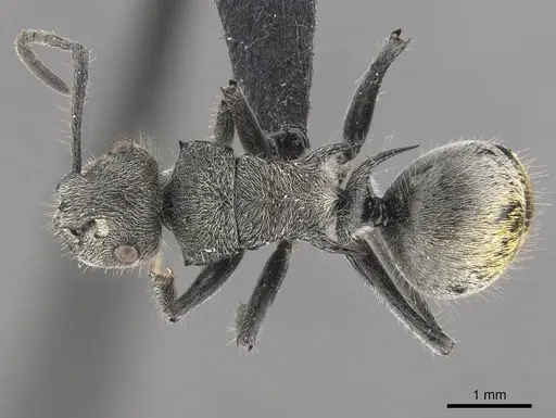 Polyrhachis aurea specimen CASENT0910818 image casent0910818_1
