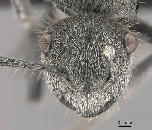 Polyrhachis aurea specimen CASENT0910818 image casent0910818_2