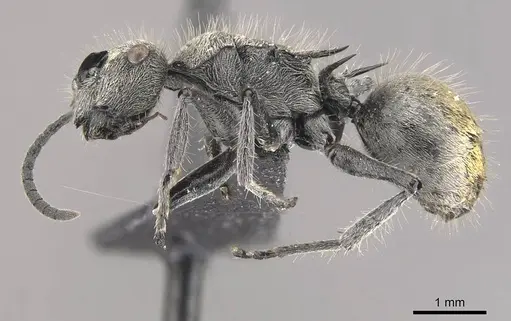 Polyrhachis aurea specimen CASENT0910818 image casent0910818_3