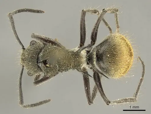 Polyrhachis aurea specimen CASENT0915609 image casent0915609_1