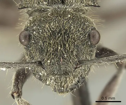 Polyrhachis aurea specimen CASENT0915609 image casent0915609_2