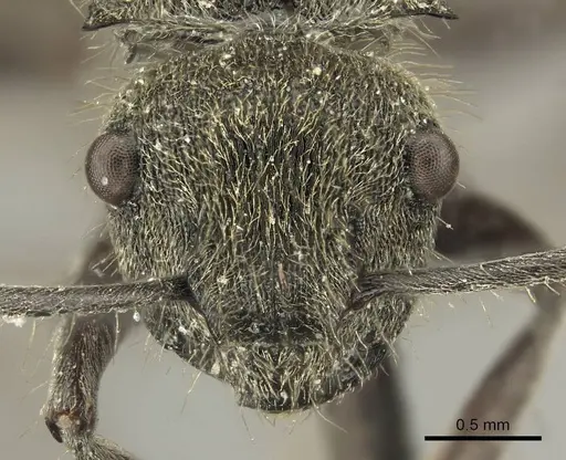 Polyrhachis aurea specimen CASENT0915609 image casent0915609_3