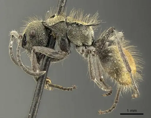 Polyrhachis aurea specimen CASENT0915609 image casent0915609_4