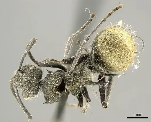 Polyrhachis aurea specimen CASENT0915815 image casent0915815_1