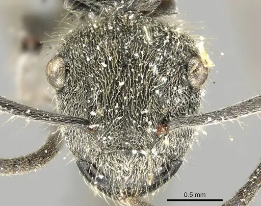 Polyrhachis aurea specimen CASENT0915815 image casent0915815_2