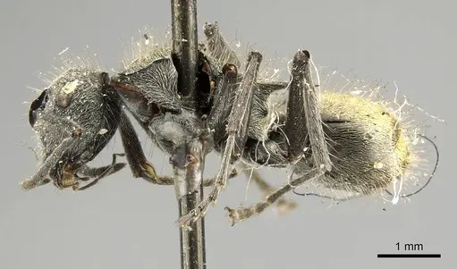 Polyrhachis aurea specimen CASENT0915815 image casent0915815_3