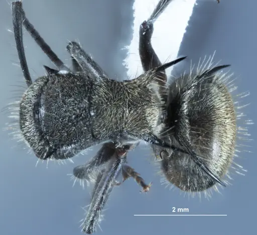Polyrhachis aurea specimen JDM32-002131 image jdm32-002131_1