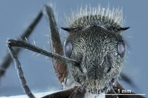 Polyrhachis aurea specimen JDM32-002131 image jdm32-002131_2