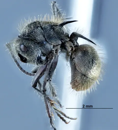 Polyrhachis aurea specimen JDM32-002131 image jdm32-002131_3