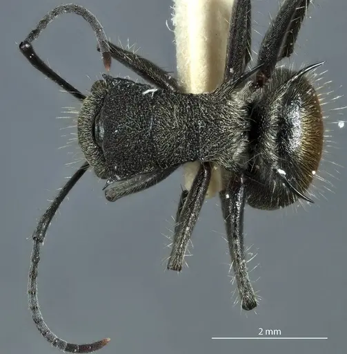 Polyrhachis aurea specimen JDM32-002150 image jdm32-002150_1