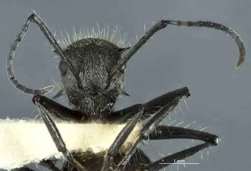 Polyrhachis aurea specimen JDM32-002150 image jdm32-002150_2