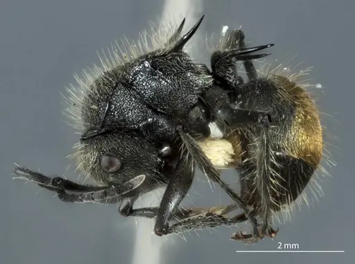 Polyrhachis aurea specimen JDM32-002150 image jdm32-002150_3