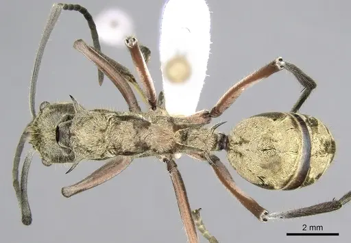 Polyrhachis aureovestita specimen CASENT0281395 image casent0281395_1