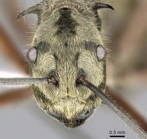 Polyrhachis aureovestita specimen CASENT0281395 image casent0281395_2
