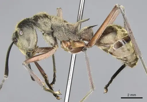 Polyrhachis aureovestita specimen CASENT0281395 image casent0281395_3