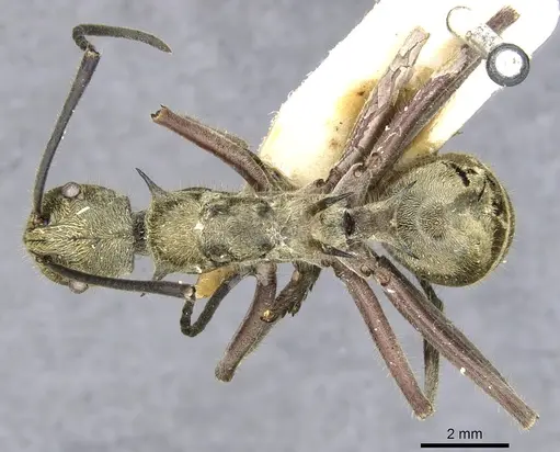 Polyrhachis aureovestita specimen CASENT0903360 image casent0903360_1