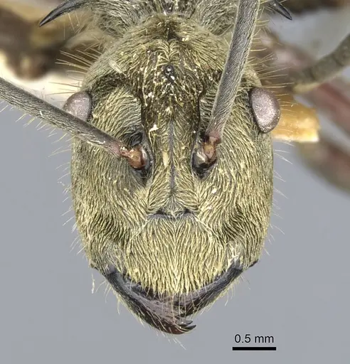 Polyrhachis aureovestita specimen CASENT0903360 image casent0903360_2