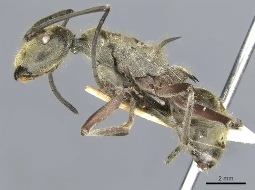 Polyrhachis aureovestita specimen CASENT0903360 image casent0903360_3