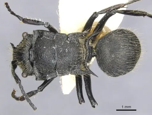 Polyrhachis auriformis specimen CASENT0903343 image casent0903343_1