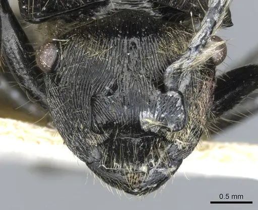 Polyrhachis auriformis specimen CASENT0903343 image casent0903343_2