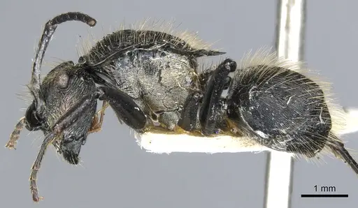 Polyrhachis auriformis specimen CASENT0903343 image casent0903343_3