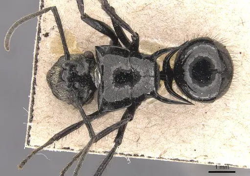 Polyrhachis aurita specimen CASENT0905588 image casent0905588_1