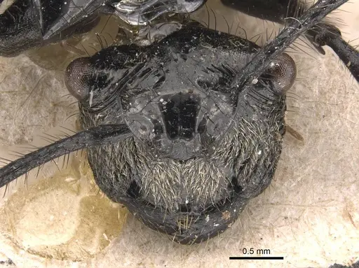 Polyrhachis aurita specimen CASENT0905588 image casent0905588_2