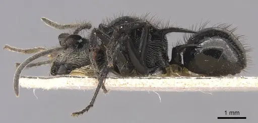 Polyrhachis aurita specimen CASENT0905588 image casent0905588_3