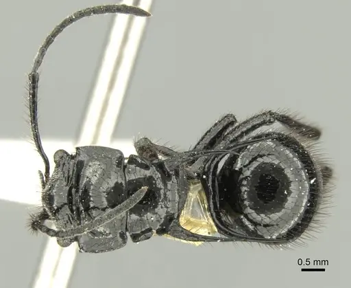 Polyrhachis aurita specimen CASENT0906738 image casent0906738_1
