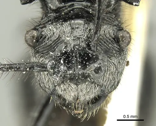 Polyrhachis aurita specimen CASENT0906738 image casent0906738_2