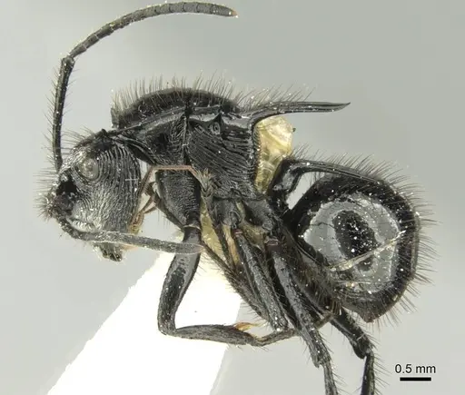 Polyrhachis aurita specimen CASENT0906738 image casent0906738_3