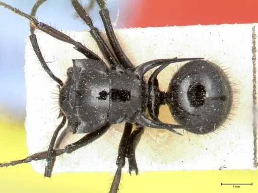 Polyrhachis aurita specimen FOCOL0448 image focol0448_1
