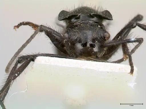 Polyrhachis aurita specimen FOCOL0448 image focol0448_2