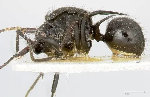 Polyrhachis aurita specimen FOCOL0448 image focol0448_3