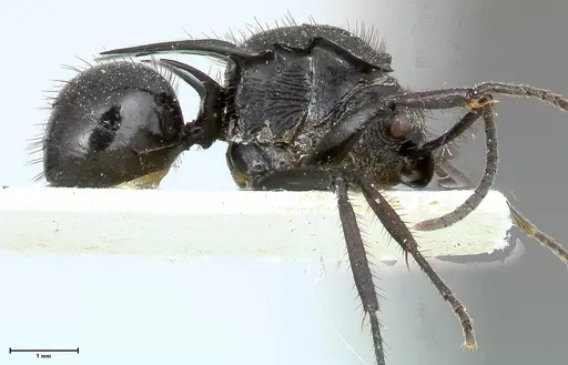 Polyrhachis aurita specimen FOCOL0448 image focol0448_4