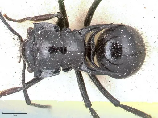 Polyrhachis aurita specimen FOCOL0449 image focol0449_1
