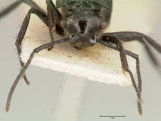 Polyrhachis aurita specimen FOCOL0449 image focol0449_2