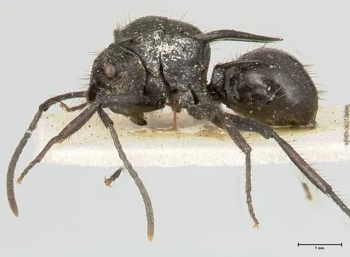 Polyrhachis aurita specimen FOCOL0449 image focol0449_3
