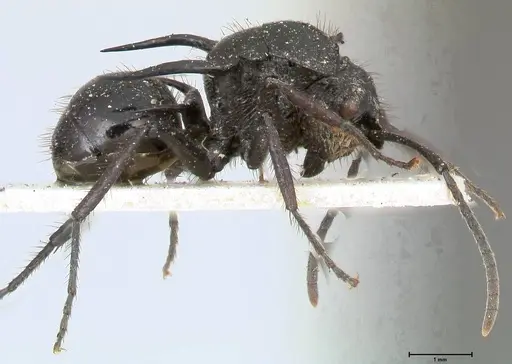 Polyrhachis aurita specimen FOCOL0449 image focol0449_4